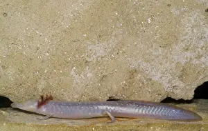 Eurycea: Texas Blind Salmander