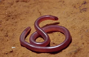 Dulcis: Texas Blind Snake