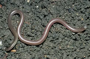 Dulcis: Texas Blind Snake