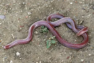 Dulcis: Texas Blind Snake (Leptotyphlops dulcis)