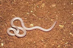 Dulcis: Texas Blind Snake (Leptotyphlops dulcis)
