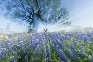 Roadside: Texas Bluebonnets (Lupinus texensis) in