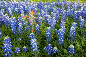 Roadside: Texas Bluebonnets (Lupinus texensis) in