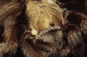 Spiderling: Texas Brown Tarantula Spiderling