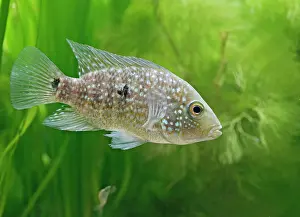 Texas cichlid / Rio grande cichlid - tropical freshwater
