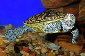 Terrapin: Texas Diamondback Terrapin - Swimming underwater