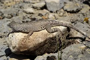 Phrynosomatidae: Texas Earless Lizard