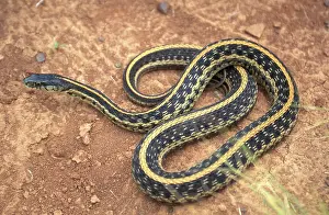 Herps: Texas Garter Snake