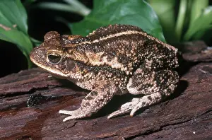 Incilius: Texas Gulf Coast Toad
