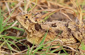 Phrynosoma: Texas Horned LIZARD