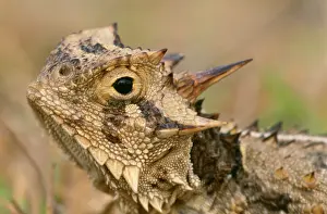Phrynosoma: Texas Horned LIZARD