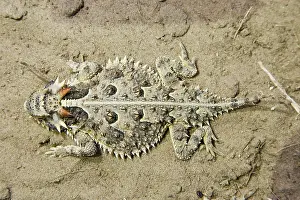Phrynosoma: Texas Horned Lizard