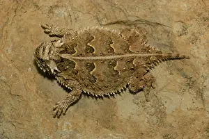 Phrynosoma: Texas Horned Lizard