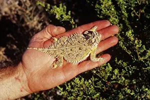 Horny: Texas Horned Lizard
