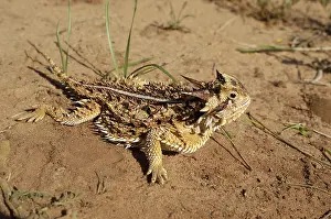 Hides: Texas Horned Lizard