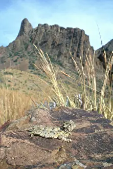 Phrynosoma: Texas Horned Lizard