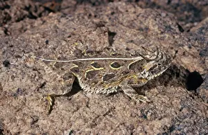 Phrynosoma: Texas Horned Lizard