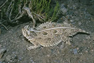 Phrynosoma: Texas Horned Lizard