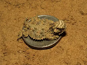 Phrynosoma: Texas Horned Lizard