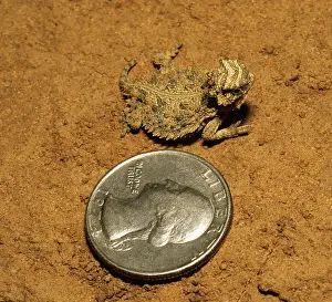 Phrynosoma: Texas Horned Lizard