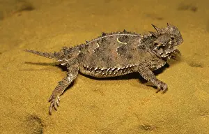 Phrynosoma: Texas Horned Lizard