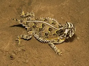Phrynosoma: Texas Horned Lizard