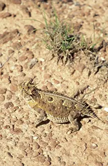 Phrynosoma: Texas Horned Lizard