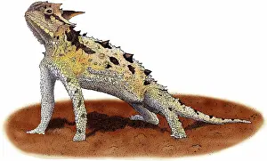 Phrynosoma: Texas Horned Lizard