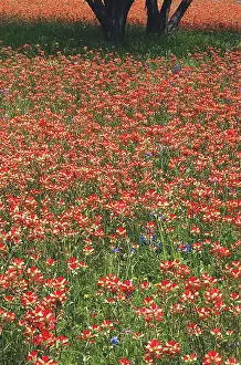 Fragility: Texas, Lake Buchanan, Flower bed (Large