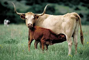 Longhorn: Texas longhorn