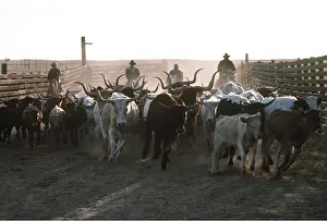 Longhorn: TEXAS LONGHORN CATTLE - RANCHING