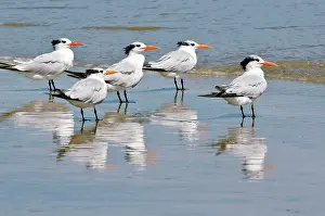 Padre: Texas, Padre Island. SHore birds in Padre