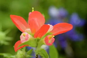 Castilleja: Texas Paintbrush, Castilleja indivisa, Wildflowers