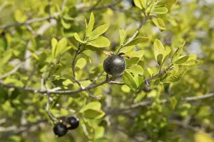 Chihuahuan: Texas Persimmon - female plants in fruit