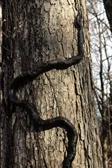 Slithering: Texas Rat Snake