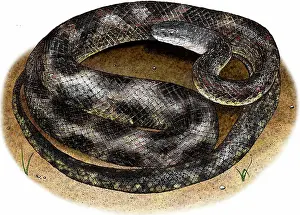 Colubrid: Texas rat snake