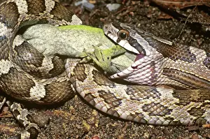 Nonpoisonous: Texas Rat Snake Eating Anole