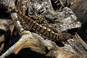 Olivaceus: Texas Spiny Lizard
