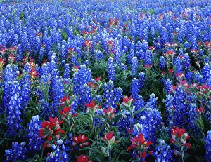 Bluebonnet: Texas, Texas Hill Country, Texas Paintbrush