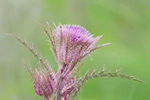 Cirsium: Texas Thistle