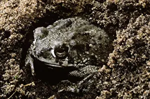 Speciosus: Texas Toad