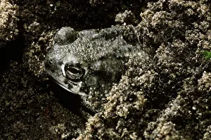 Speciosus: Texas Toad