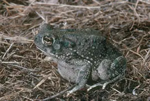 Anaxyrus: Texas Toad