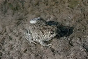 Anaxyrus: Texas Toad