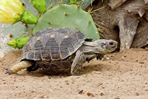 Texas Tortoise