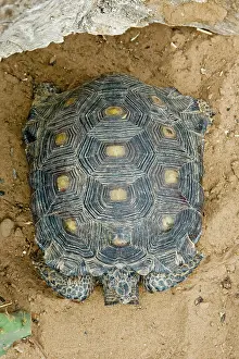 Gopherus: Texas Tortoise