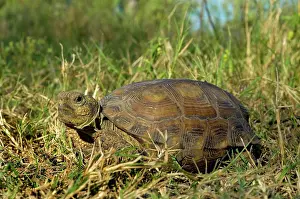 Chelonians: Texas Tortoise
