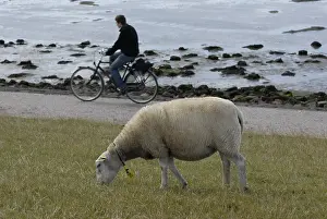 Bicycle: Texel lamb and cyclist island of Terschelling Netherlands