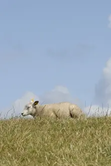 Terschelling: Texel lamb grazing island of Terschelling Netherlands