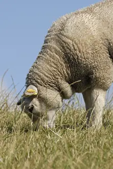 Standards: Texel lamb grazing island of Terschelling Netherlands